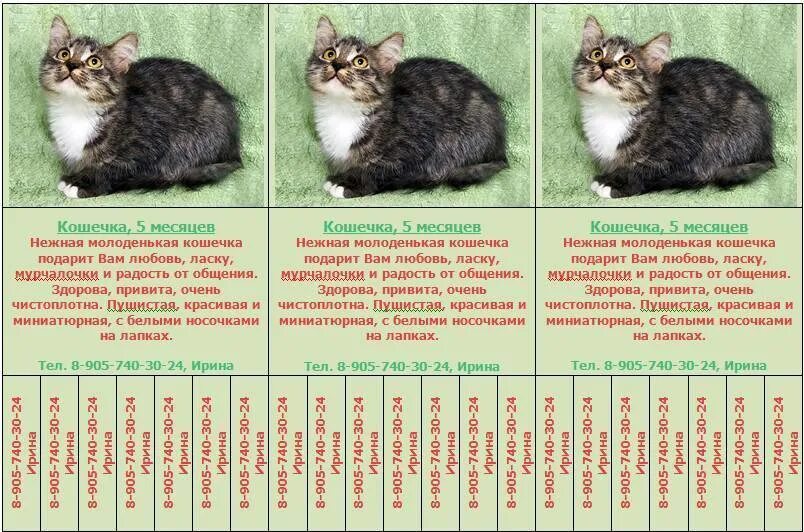 Средняя жизнь домашних кошек. Размер котят по месяцам таблица. Котенок 6 месяца Размеры вес. Как определить Возраст котенка по размеру. Как определить Возраст котенка по весу.
