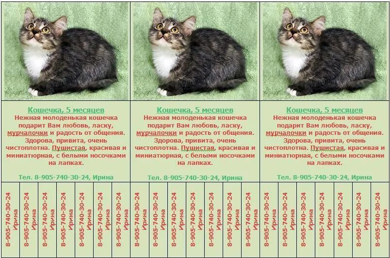 Как узнать сколько лет кошке