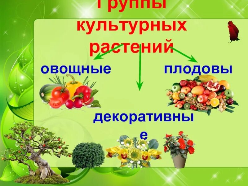 Значение культурных растений в жизни человека 7. Группы культурных растений. Культурные растения. Разнообразие культурных растений. Группы кцльтурных РВСТ.