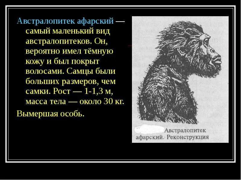 Вероятней всего имеют. Представители австралопитеков. Австралопитеки представители вид. Австралопитек внешний вид. Австралопитек афарский.