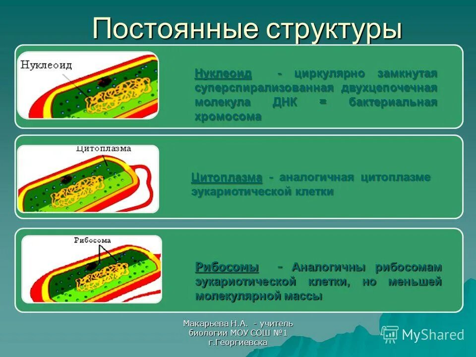 Форма днк бактерий. Постоянные структуры клетки. Непостоянные структуры бактериальной кле. Постоянные структуры бактерий. Постоянные структурные элементы бактериальной клетки.