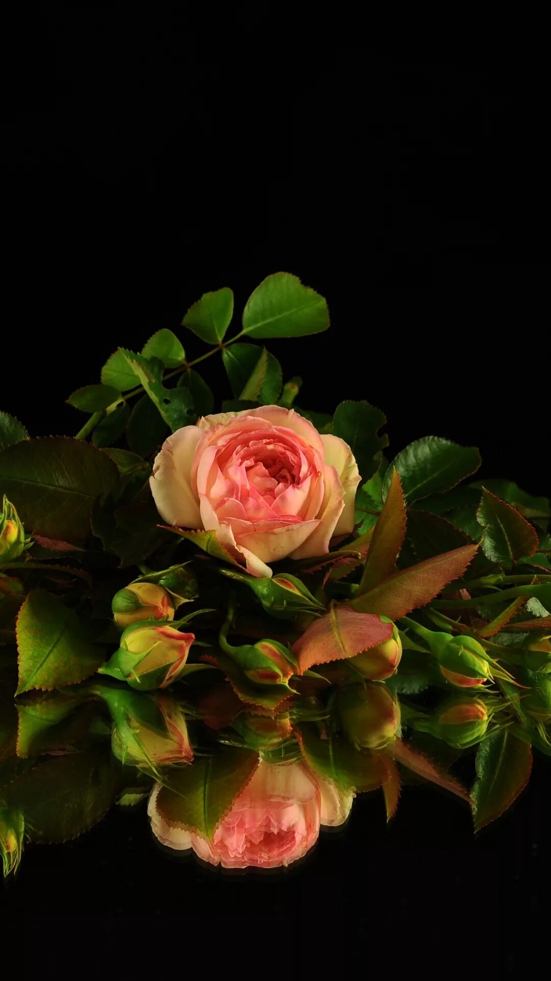 Розы на телефон вертикальные. Букет роз на темном фоне. Цветы на темном фоне. Красивые розы на темном фоне. Цветы на черном фоне.