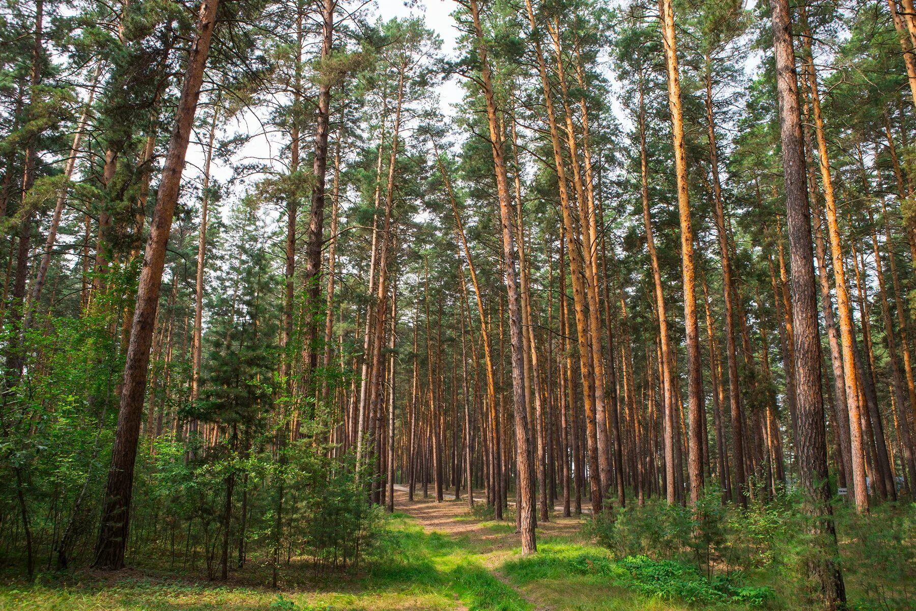 ельник папоротниковый. лес расположенный. пьяный" лес грыфино, в польша. лес расположенный. лес расположенный.