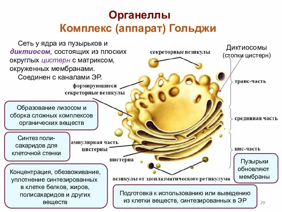Функции аппарата. Функции аппарата