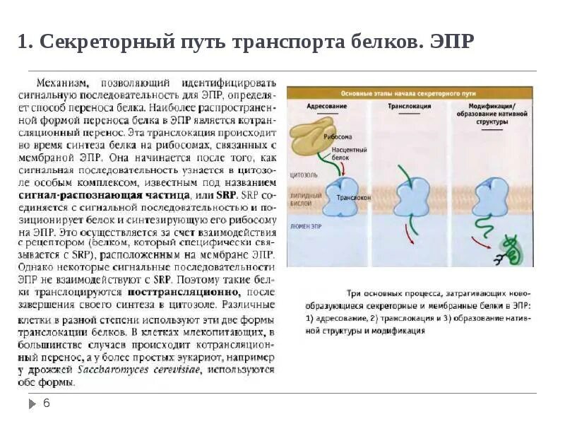 Транспорт белка происходит. Транспорт и секреции белка. Секреторный белок. Секреторный путь белков. Секреторные белки примеры.