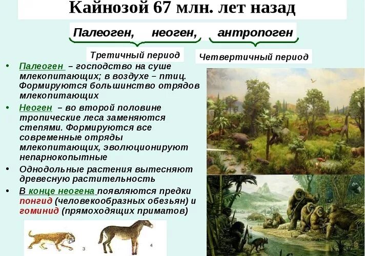 Кайнозойская период таблица. Кайнозой эра периоды. третичный период кайнозойской эры таблица. палеогеновый период кайнозойской эры растения. развитие жизни в кайнозойскую эру периоды.