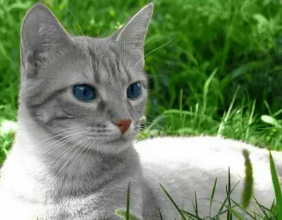 Имя серо белой кошке