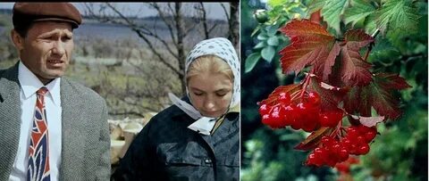 Калина красная главная
