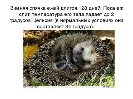 Про ежика впадающих в спячку