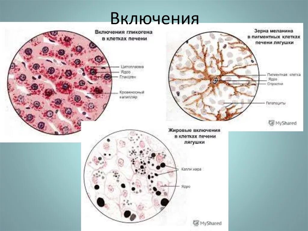 В клетках печени происходит. Включения гликогена в печени аксолотля. Включение гликогена в клетках печени под микроскопом. Включения гликогена в печени аксолотля препарат. Включения гликогена в печени гистология.