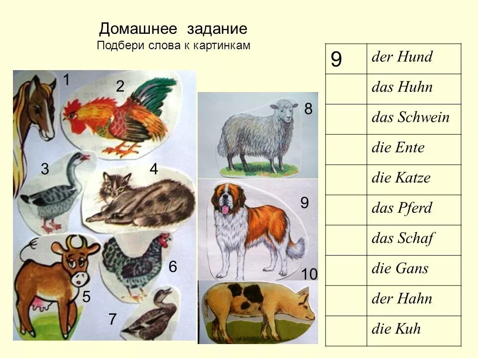 Немецкие слова животные. Домашние животные на немецком языке. Задания по немецкому языку на тему домашние животные. Животные на немецком языке задания по теме. Тема животные на немецком языке.