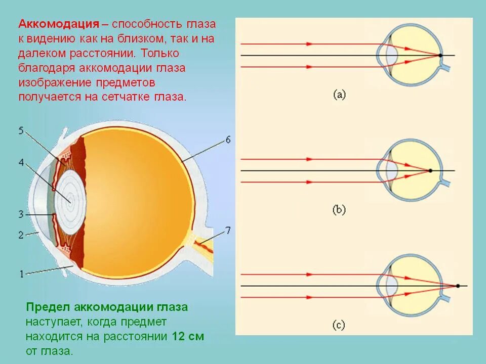 Глаз имеет оптическую силу. Аккомодация хрусталика глаза. Аккомодация глаза схема. Механизм аккомодации глаза. Аккомодация это способность глаза.