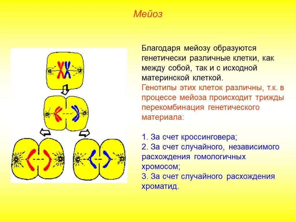 Редукционное деление 2) эквационное деление. Мейоз диплоидность. Эквационное деление мейоза. В метафазу эквационного деления мейоза. В ходе мейоза образуется