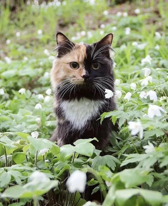 Кот квадратный какая. Кошки. Кошечка на природе. Красивая кошка на природе. Необычные кошки.