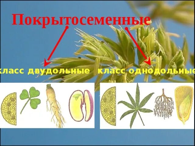 Пальма однодольное растение