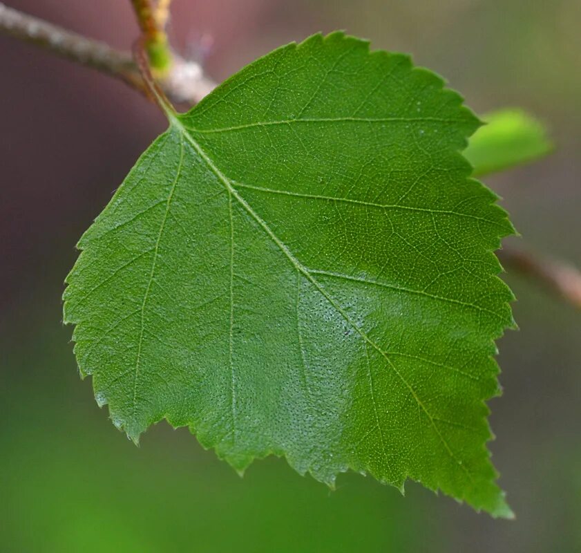 Листь. Листок березы. Hemimycena Betula Leaf. Береза повислая желтый лист.