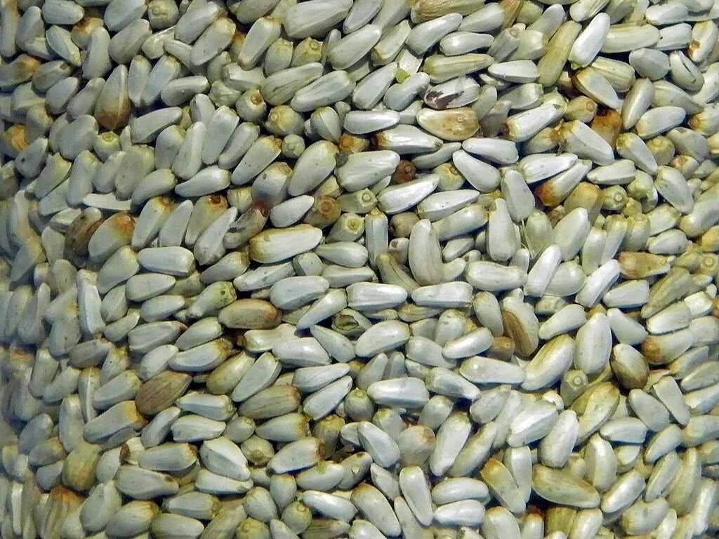 Sofranelul - un ciulin cu multiple utilizari - Biaplant