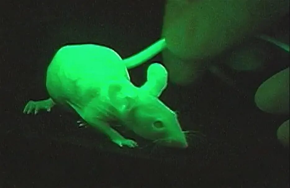 Крысы в темноте. Зеленая мышь Green Fluorescent Protein. Светящиеся крысы. Флуоресцентные мыши. Светящиеся мыши живые.