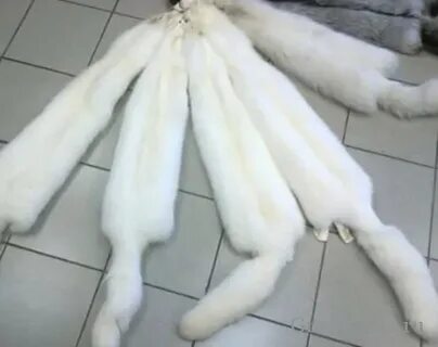 Принадлежности песца