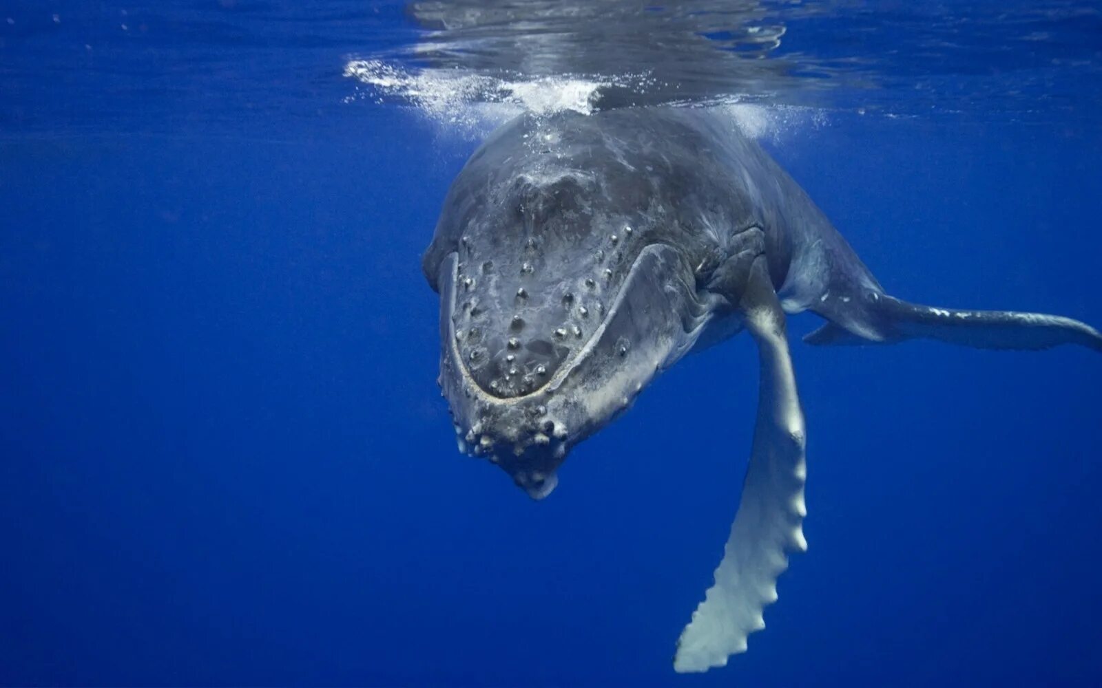 Mola mola рыба. Большие подводные животные. Большие подводные животные. Рыба-луна mola mola. Shortfin mako shark.