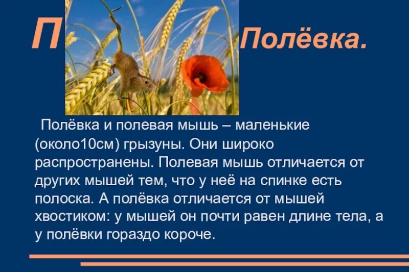 Полевка сообщение 4 класс окружающий мир. Сообщение о полевой мыши. полевка мышь сообщение. полёвка информация 4 класс. сообщение на тему полевая мышь.