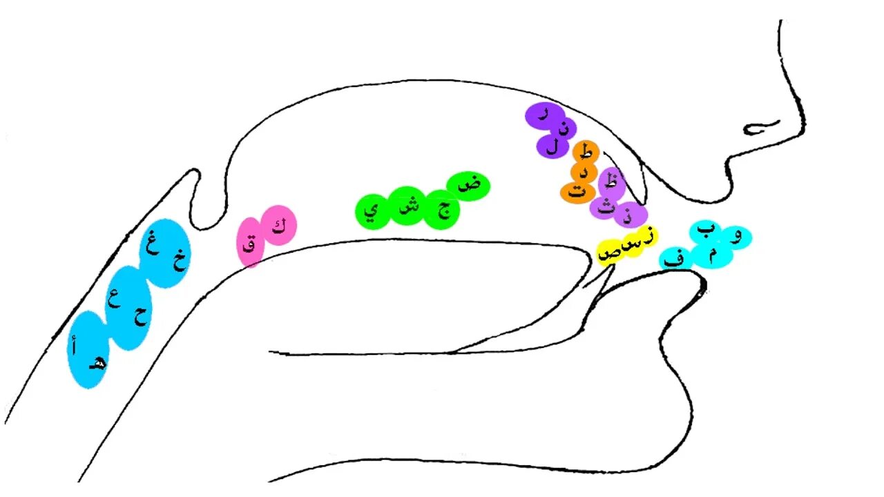 Горловые буквы. Места образования звуков Махарадж. Махрадж букв. Артикуляция арабских букв. Места выхода арабских букв.