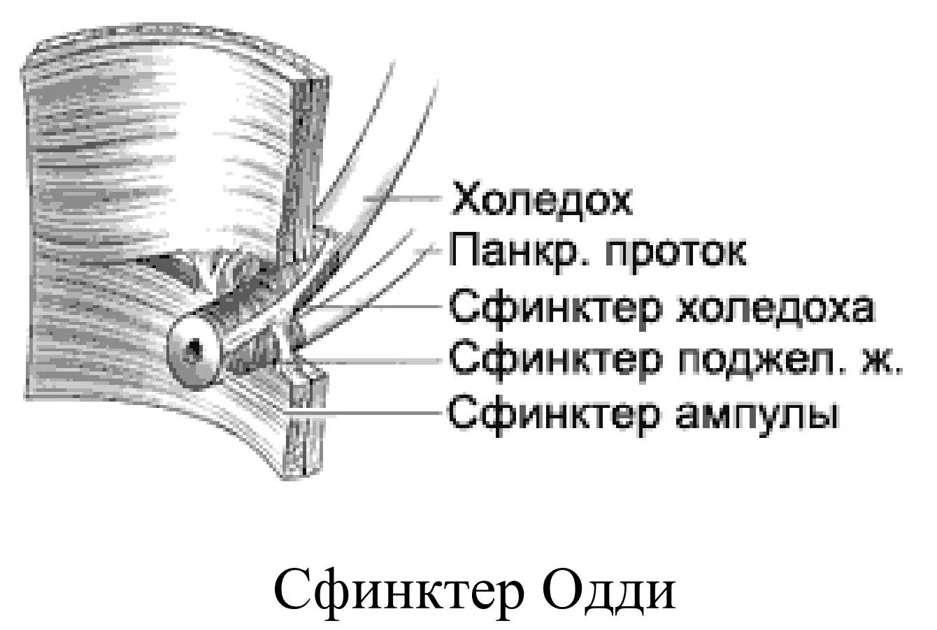 Холедох 2,5мм. Холедох диаметр 5 мм. Холедох 3 мм. Холедох печени норма