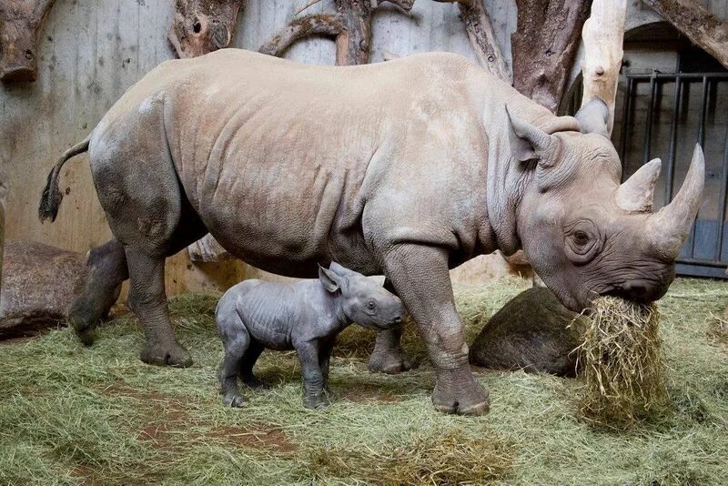 Новорожденные носороги. Детеныш носорога. Носорог обитает в зоопарке. Новорожденный детёныш носорога. Сколько детенышей носорога родилось в 2001 году