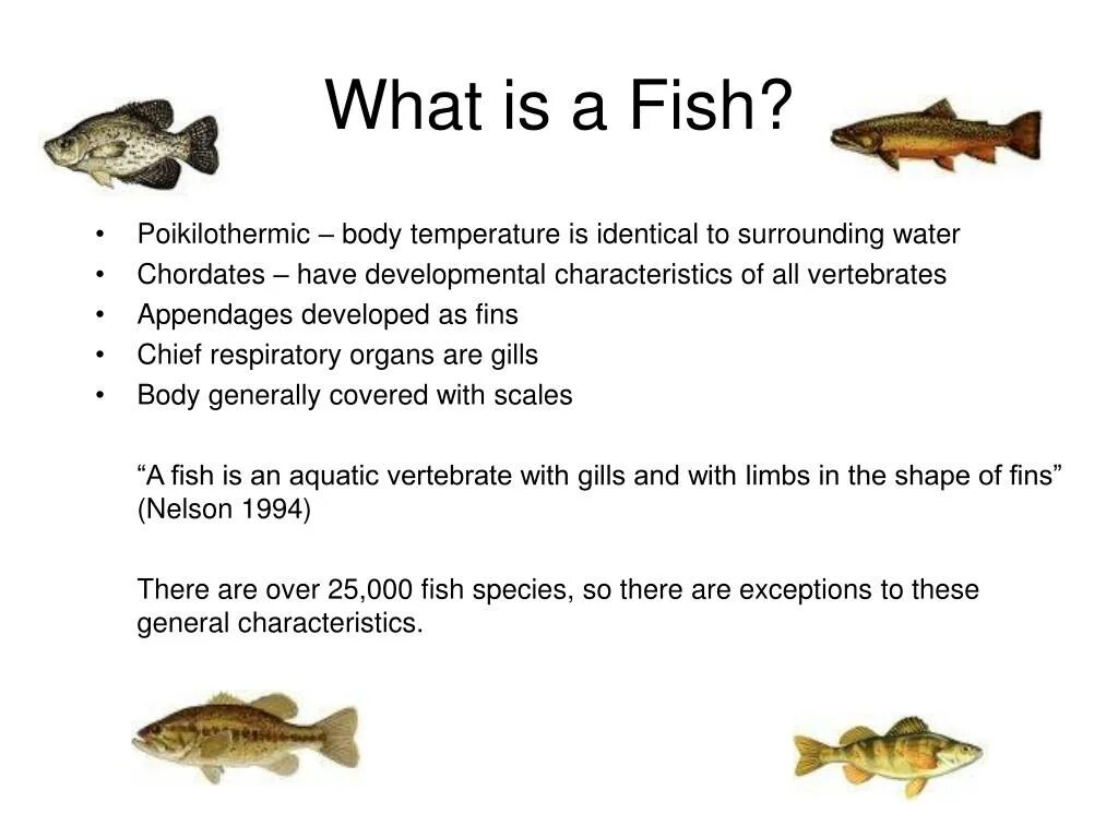 There is much fish. Some any упражнения. Виды рыб на английском. Countable and uncountable nouns worksheets. There is much fish.