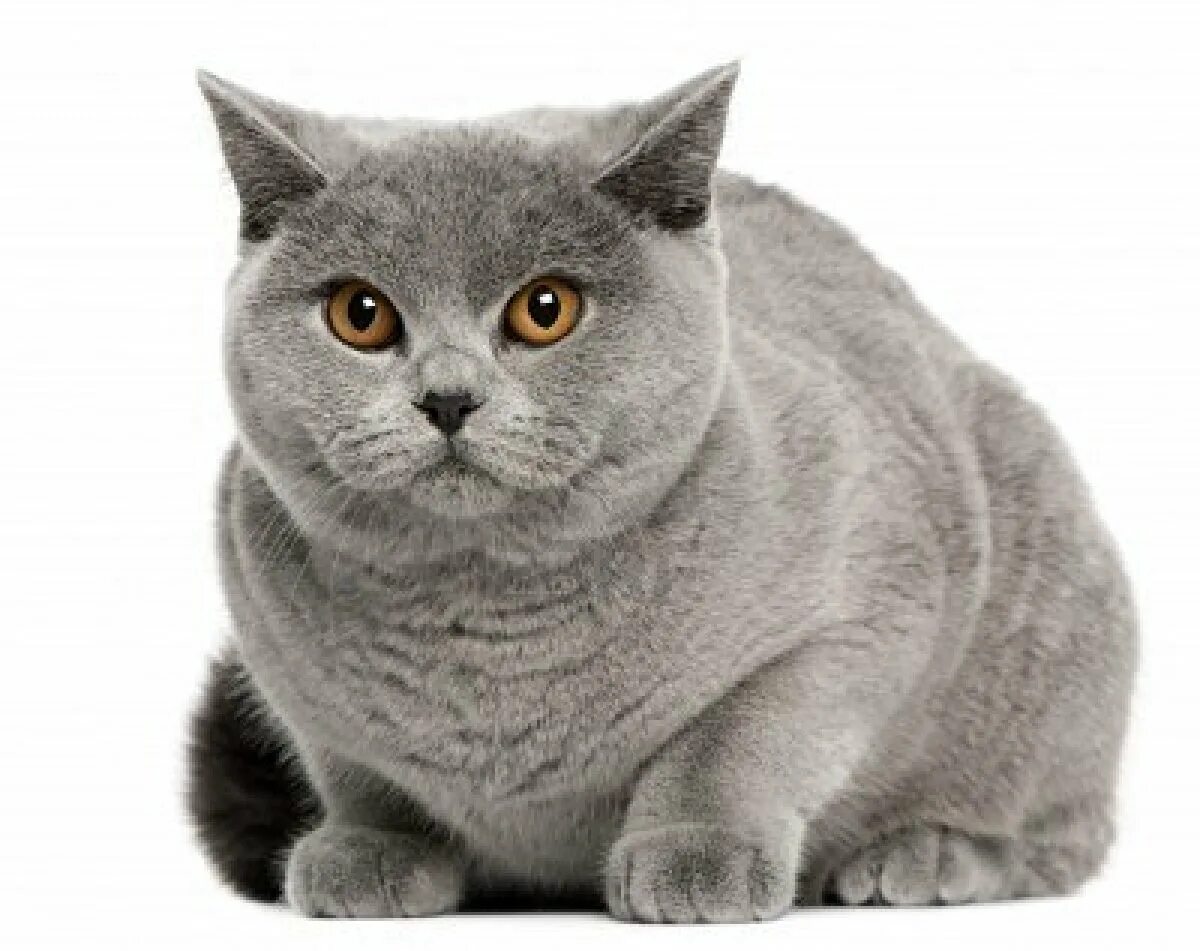 Какие есть британские коты