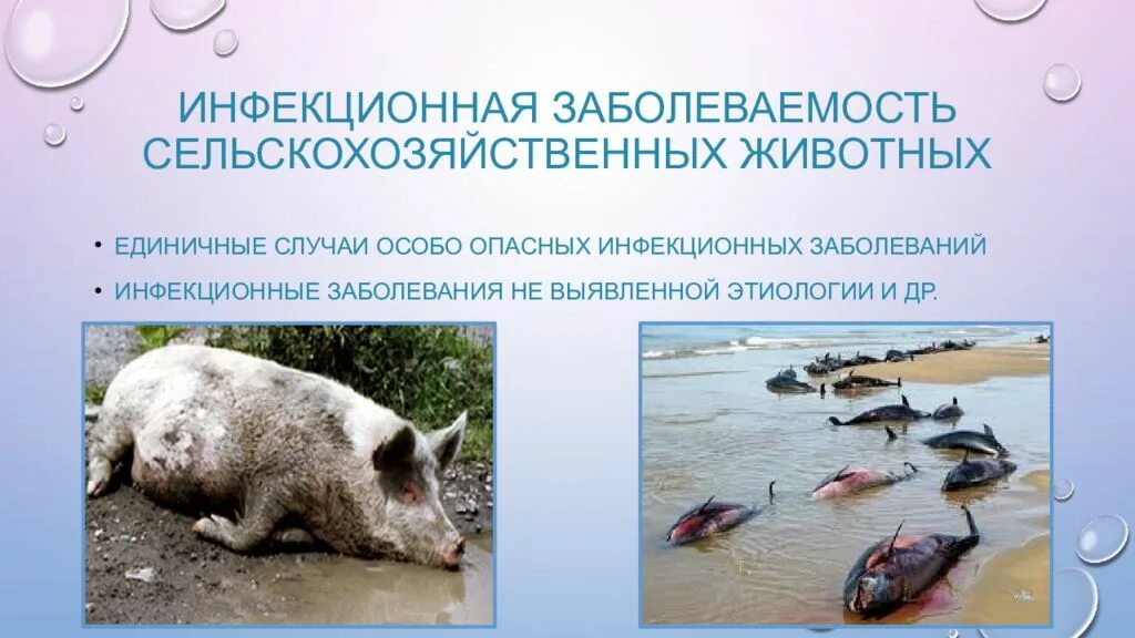 Инфекционные болезни среди животных. Инфекционные болезнитживотных. инфекционные заболеванияж животных. инфекционные болезни сельскохозяйственных животных. инфекционные (заразные) болезни животных..