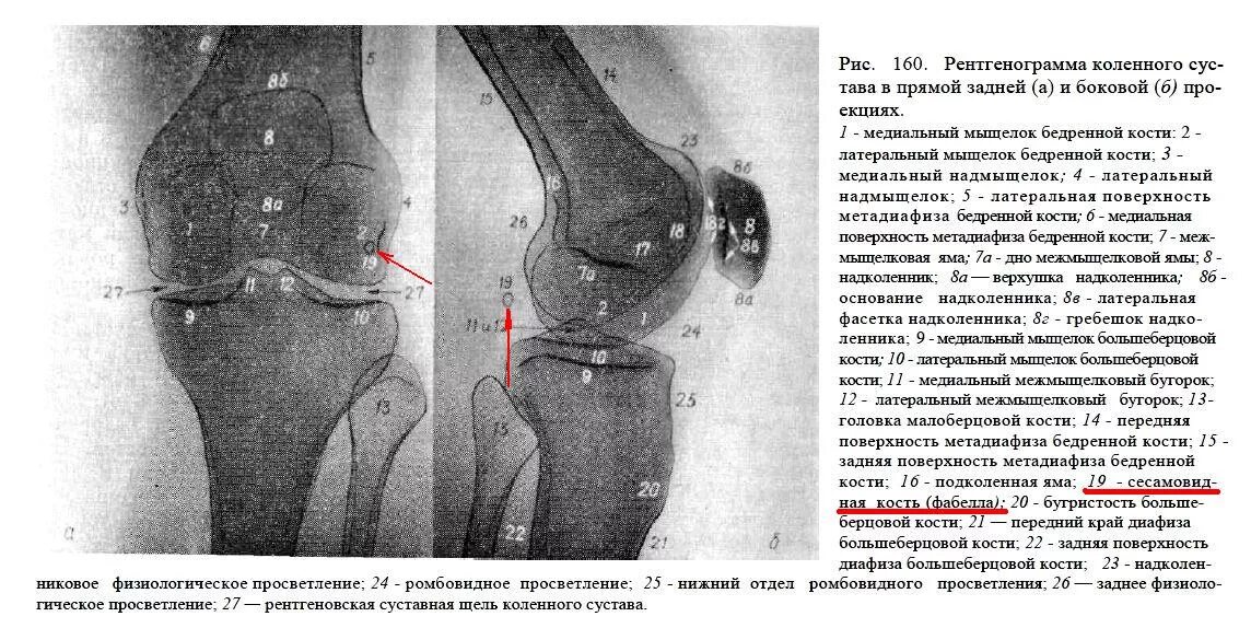 Суставная мышь коленного сустава описание. Коленный сустав рентген анатомия. Строение коленного сустава рентген. Коленный сустав рентгенанатомич.