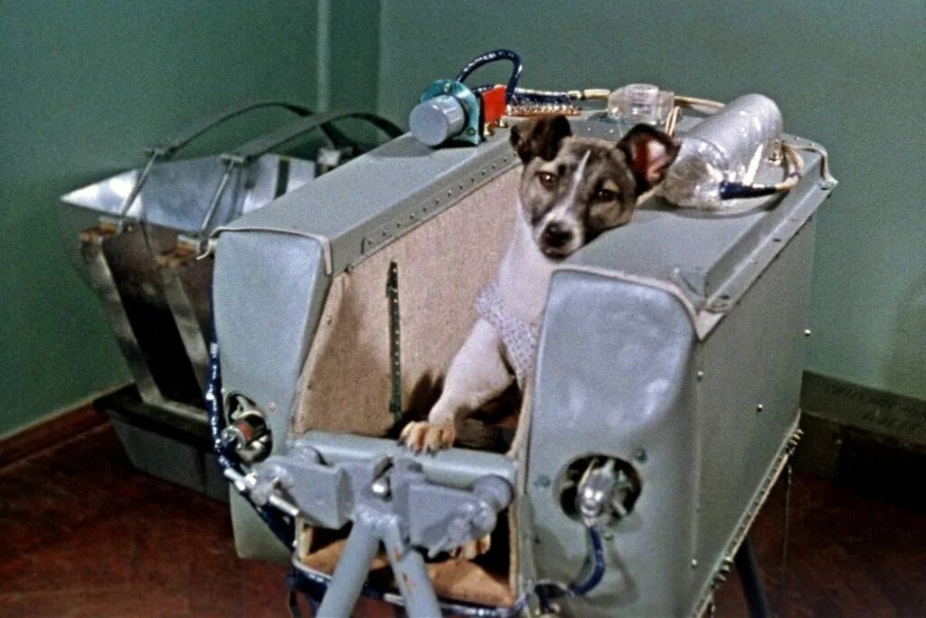 1 собака космонавт. Собака лайка 1957. Собака космонавт лайка 1957 год. Собака лайка на спутнике 2. Лайка 3 ноября 1957.