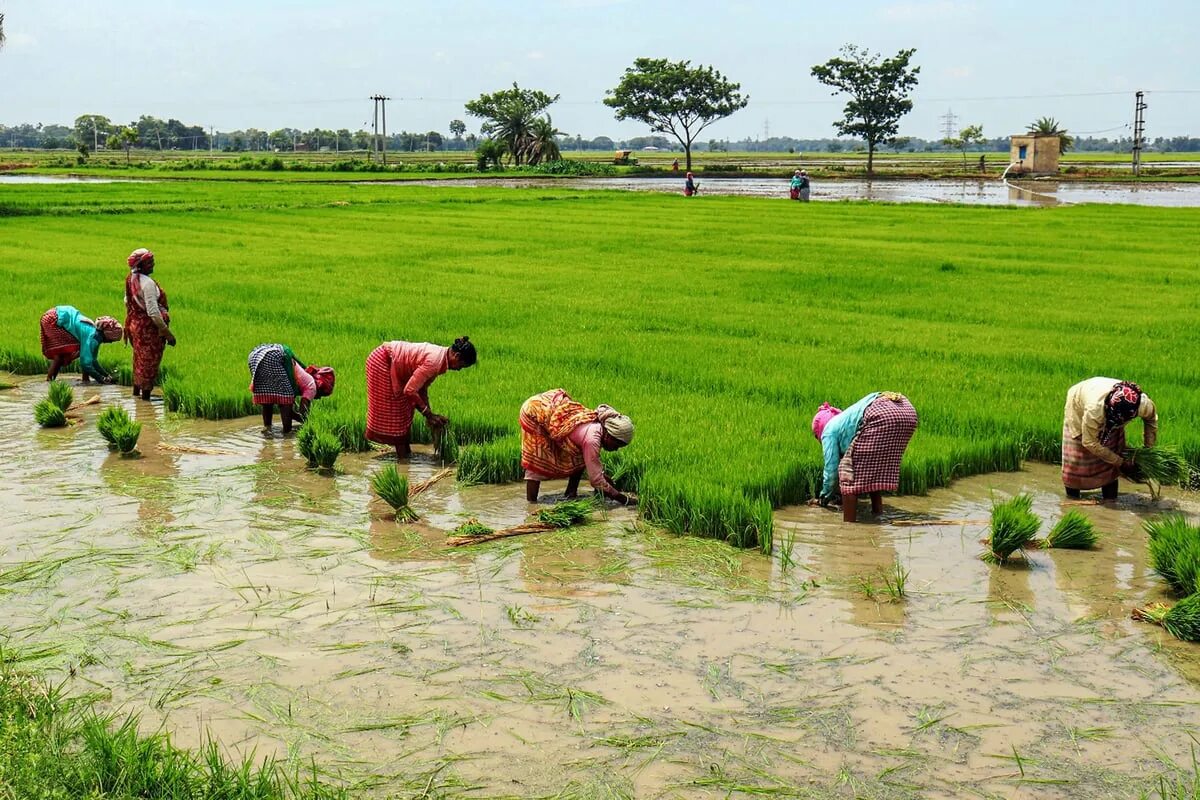 In northern india they harvest their. Сельское хозяйство Индии. Сельскохозяйственные культуры Индии. Растениеводство в Индии. Бангладеш сельское хозяйство.