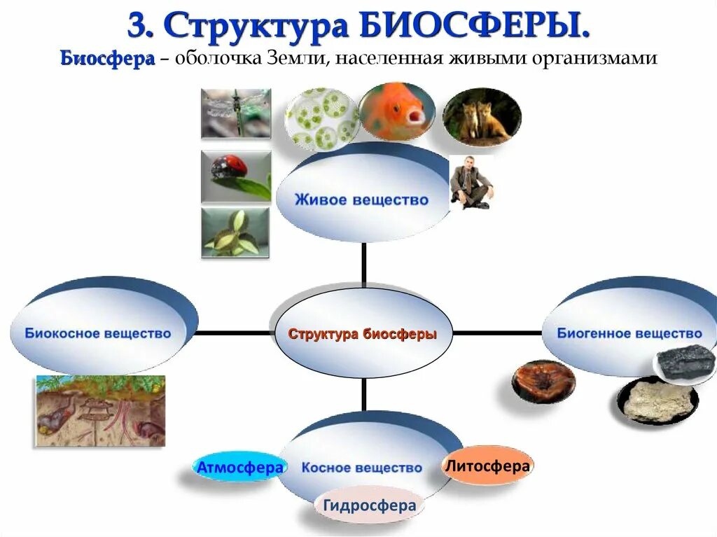 Биосфера и ее структура. Биосфера и ее структура