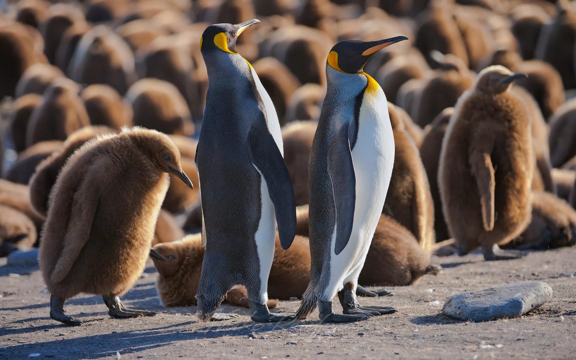 Королевский пингвин. Пингвин aptenodytes demersa. Императорский пингвин в антарктиде. Пингвины королевские императорские. Императорский пингвин и королевский пингвин.