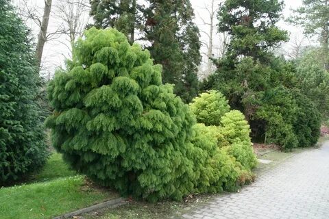 Японский кедр