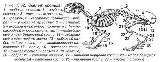 Строение скелета млекопитающих кролика. Строение черепа кролика анатомия. Рис 152 скелет кролика. Строение позвоночника кролика.