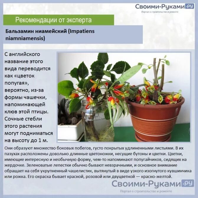 Какую температуру выдерживает бальзамин. Бальзамин рассада. бальзамин посев семян. бальзамин комнатный рассада. бальзамин impatiens niamniamensis.