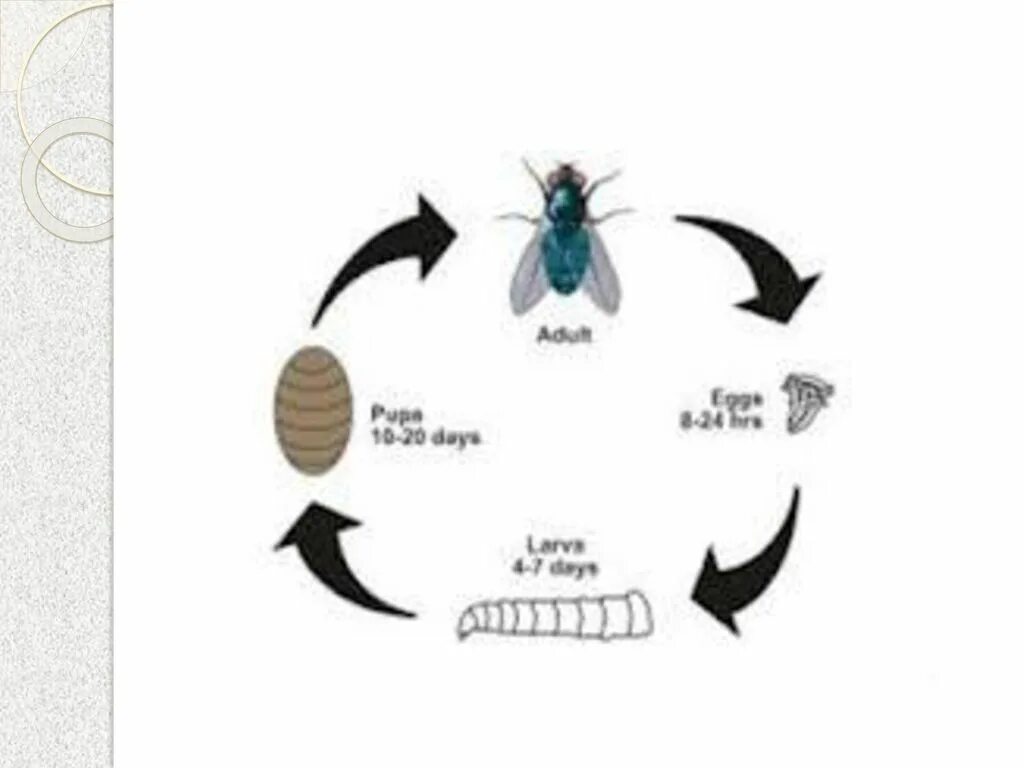 Жизненный цикл насекомых схема. Цикл развития комнатной мухи. Комнатная Муха жизненный цикл. Цикл развития комнатной мухи схема.