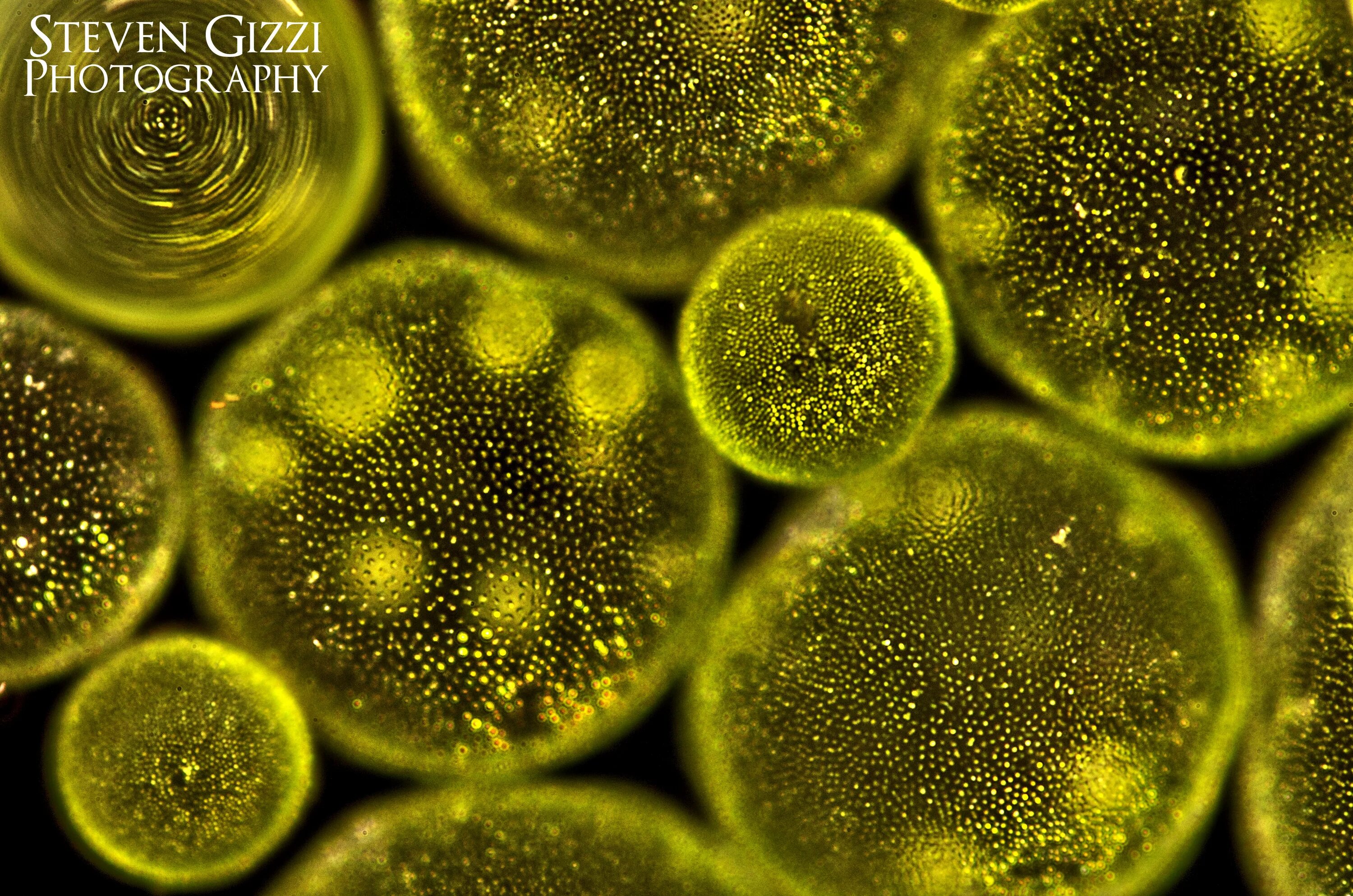 Колониальными водорослями являются. Фитопланктон вольвокс. Колониальные водоросли вольвокс. Вольвокс золотистый планктон. Колония вольвокса под микроскопом.