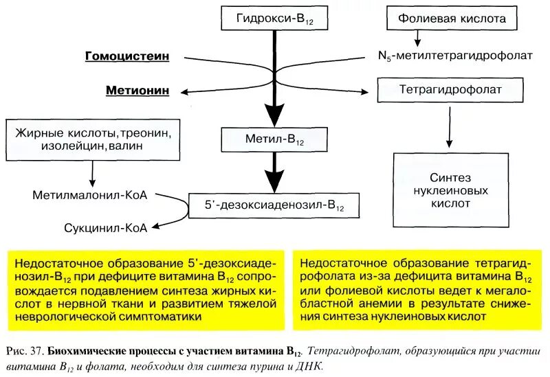 Переизбыток фолиевой кислоты