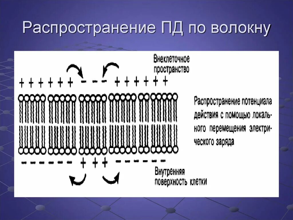 Распространение пд. Распространение потенциала действия. как распространяется пд. надежность распространения пд.