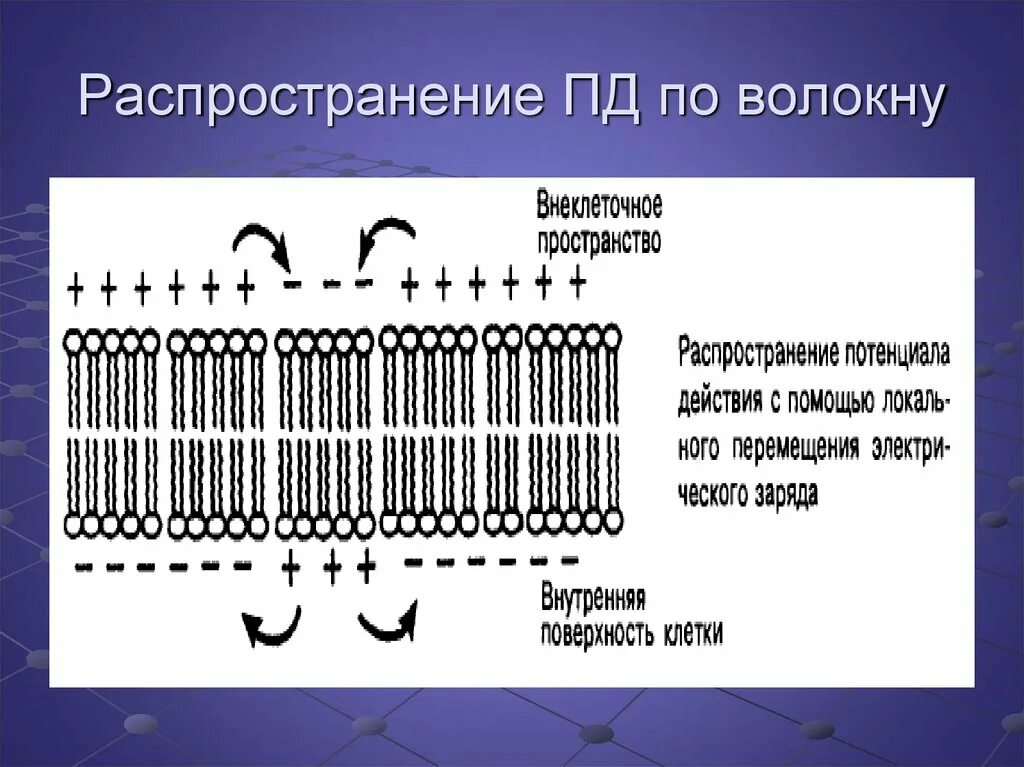 Распространение пд. Распространение потенциала действия. Как распространяется Пд. Надежность распространения Пд.