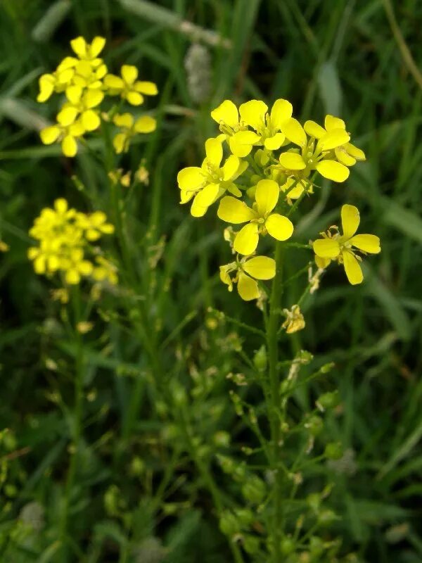 цвет крестоцветных. сурепка полевая. желтушник гибридный citron yellow. растения семейства крестоцветных рапс. цвет крестоцветных.