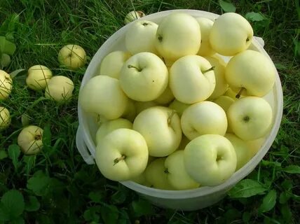 Белая яблоня