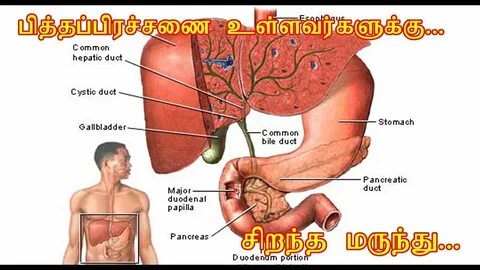 Клитор қай жерде орналасқан? (Бейне)