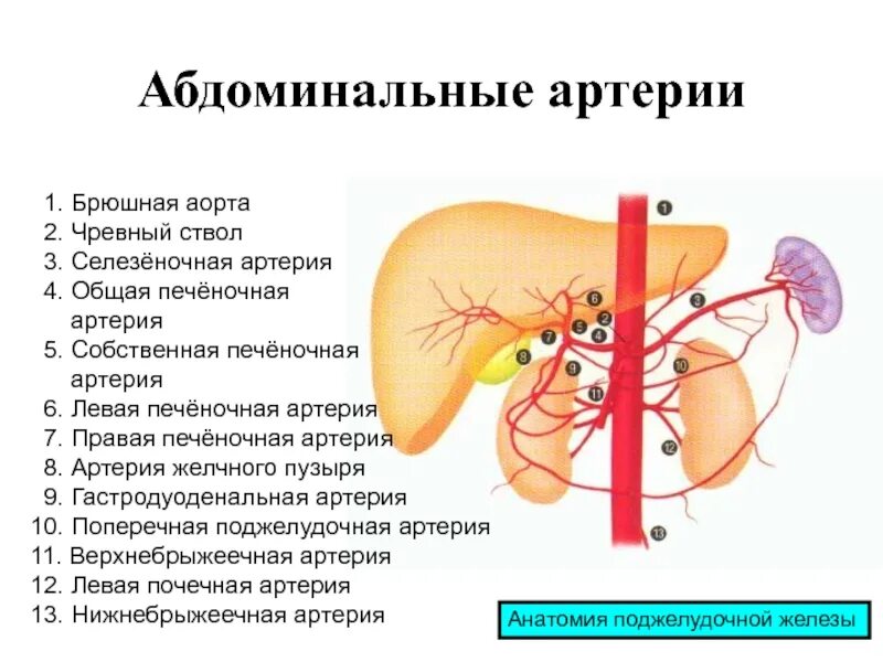 Селезеночная артерия стеноз. Селезеночная артерия кровоснабжает. Ветви селезеночной артерии. Селезеночная артерия и почечная. Чревный ствол и его ветви