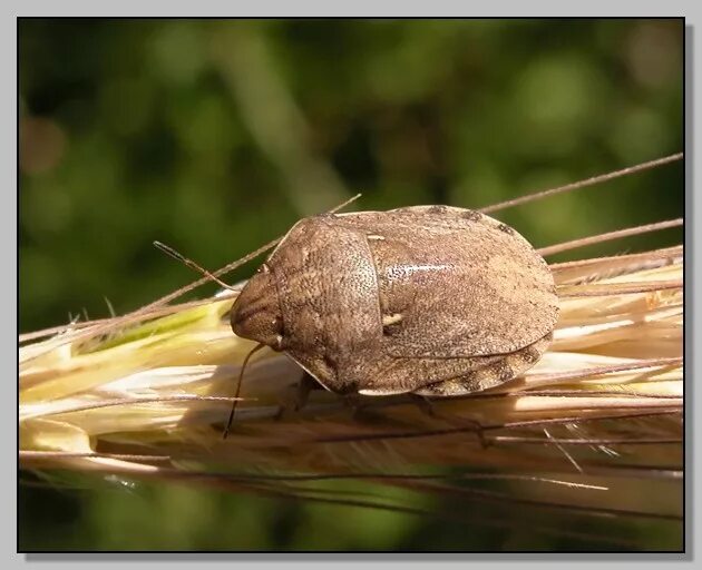 Вредная черепашка – Eurygaster integriceps. Хлебные клопы Черепашки. Клоп маврская черепашка. Клоп вредная черепашка личинка.