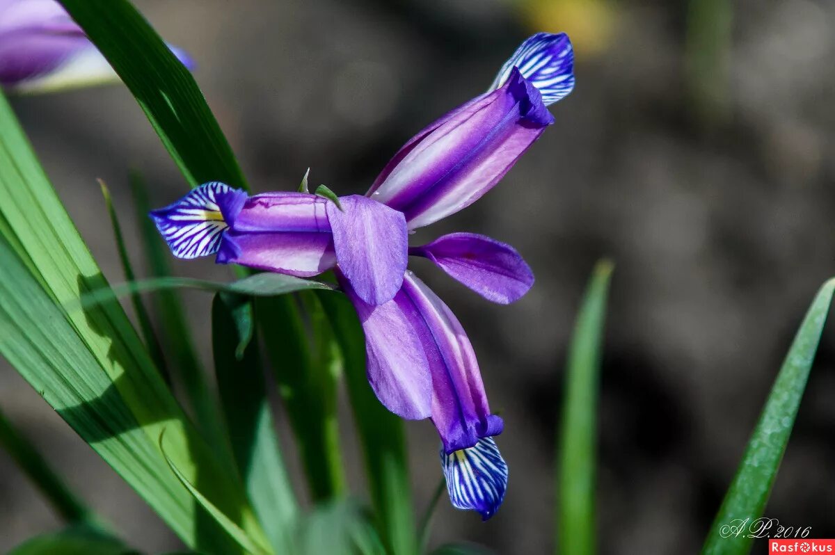 зерноград улица специалистов. ирис ivory castle. ирис германика брейкерс. ирис acoma. ирис зерноград.